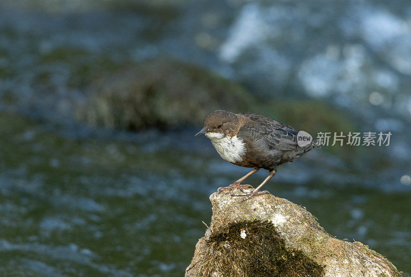 白喉雀(Cinclus Cinclus)